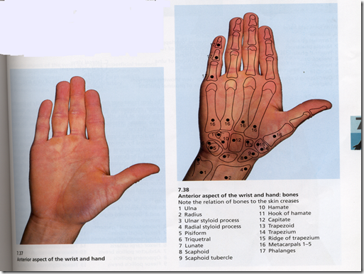 Surface Bony Landmarks | Medatrio